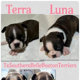 Terra - Red female Boston Terrier puppy in Brazos Point, Texas from TX Southern Belle Boston Terriers