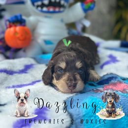 Green collar - Chocolate and cream male Dachshund puppy in Kissimmee, Florida from Dazzling Frenchies and Doxies