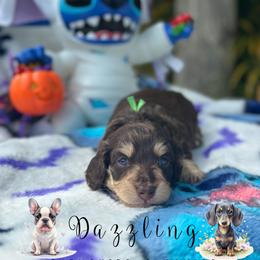 Green collar - Chocolate and cream male Dachshund puppy in Kissimmee, Florida from Dazzling Frenchies and Doxies