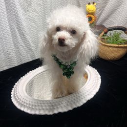 Casper - Cream male Assorted Doodle Crosses puppy in Sanger, California from House of Poodles