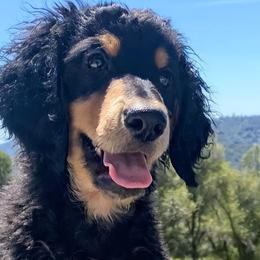 Bernedoodles and Goldendoodles from Ginger & Spice Farm Puppies