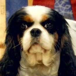 Cavalier King Charles Spaniels from Mentmore Spaniels