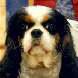 Cavalier King Charles Spaniels from Mentmore Spaniels