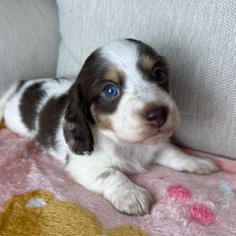 Truffles - Chocolate and cream male Dachshund puppy in Menifee, California from TeenieWeenieDoxies