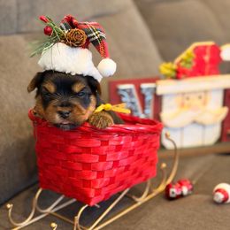 Kylo - Black and tan male Yorkshire Terrier puppy in Georgia from Nalley Kennels