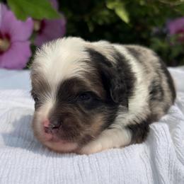Smokey - Blue merle male Toy Australian Shepherd puppy in Quincy, Michigan from Ivy Meadows and Friends