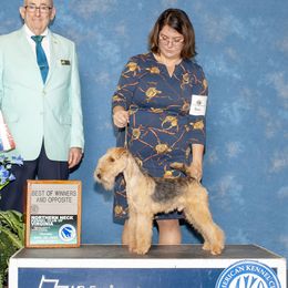 Waylon - Lakeland Terrier