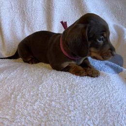 Dottie - Chocolate and tan female Dachshund puppy in Mocksville, North Carolina from The Dachs of Hazzard Dachshunds