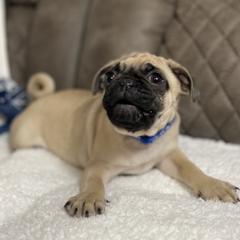 Pug Puppies from PugsncuddlesTN
