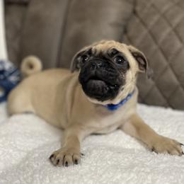 Pug Puppies from PugsncuddlesTN