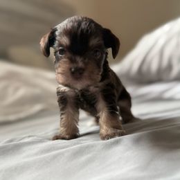 Kaleena - Liver female Miniature Schnauzer puppy in La Mirada, California from SchnauzersRus