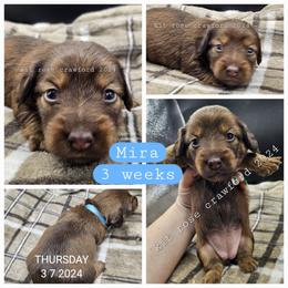 Dachshund Puppies from Wayward Home Dachshunds