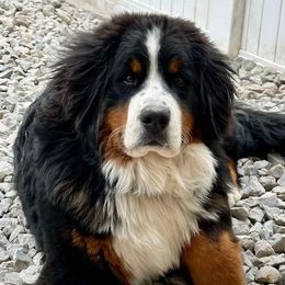 Echo - Bernese Mountain Dog