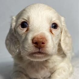 Gill - Red male Dachshund puppy in Winamac, Indiana from WZ Kennels