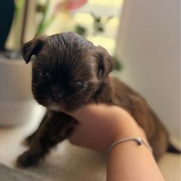 Lose - Tricolor female Shih Tzu puppy in Las Vegas, Nevada from Vegas Shih Tzus
