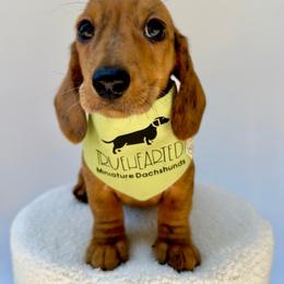 Quade - Dapple male Dachshund puppy in Royse City, Texas from Truehearted Miniature Dachshunds