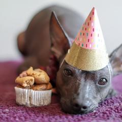 Xoloitzcuintli All Grown Up from Yadalanh Xoloitzcuintli