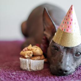 Xoloitzcuintli All Grown Up from Yadalanh Xoloitzcuintli