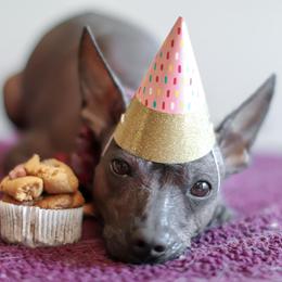 Xoloitzcuintli All Grown Up from Yadalanh Xoloitzcuintli