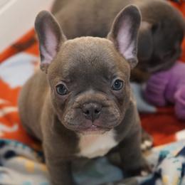 Girl 1 - female French Bulldog puppy in Memphis, Tennessee from Love A Bull Frenchies