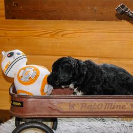 Sabine - Tri-color female Bernedoodle puppy in Springfield, Missouri from Doodle Dandy Bernedoodles
