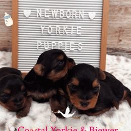 Yorkie Baby Girl 1 - Black and tan female Yorkshire Terrier puppy in North Chelmsford, Massachusetts from Coastal Yorkshire Terrier Yorkies & Biewer Terriers