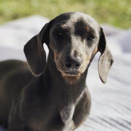 Poppy - Dachshund