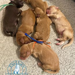Blue boy - Caramel cream male Australian Labradoodle puppy in Waxahachie, Texas from Dallas Labradoodles