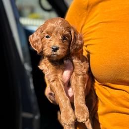 Lumi - Red  female Goldendoodle puppy in Wharton, Texas from Little Fur Friends