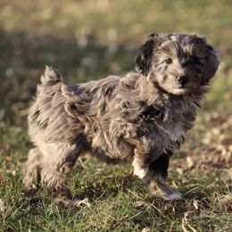 Aussiedoodles and Australian Shepherds from AK Aussies