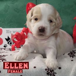 Ellen - Parti female Assorted Doodle Crosses puppy in Beecher, Illinois from Erica’s Doodles