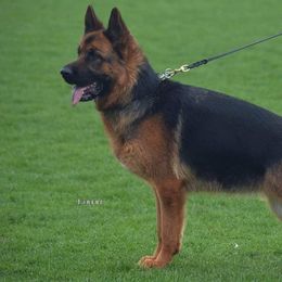 Bagheera od Petkovica - German Shepherd