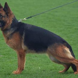 Bagheera od Petkovica - German Shepherd