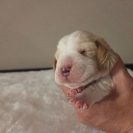Boy Four 2700 - Red and white male Basset Hound puppy in Denison, Texas from Emma Lou's Baby Bassets