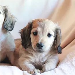 Dachshunds from C C Doxies