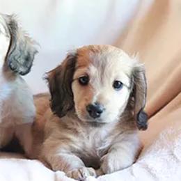 Dachshunds from C C Doxies
