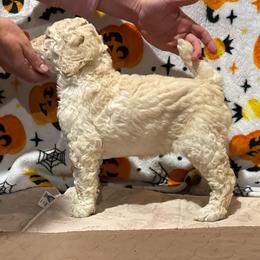 Girl 3 - Cream female Poodle puppy in Walpole, Massachusetts from Harborstone Poodles and Terriers