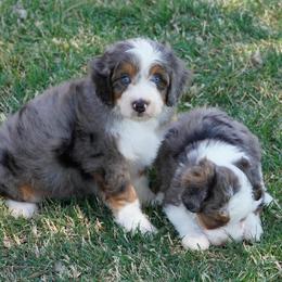 Boy 2 - Blue merle male Aussiedoodle puppy in Lawton, Oklahoma from Lindsey’s Aussies