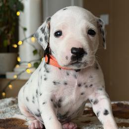 4th pick female - White and liver brown female Dalmatian puppy in Lake Mathews, California from Bully Market