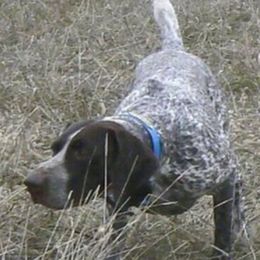 Sherman - German Shorthaired Pointer