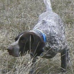 Sherman - German Shorthaired Pointer