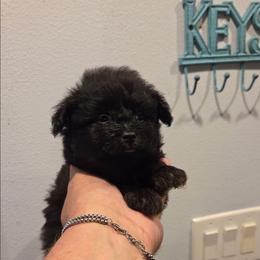 Luke - Black & tan male Maltipoo puppy in Sedro Woolley, Washington from Absher Ranch