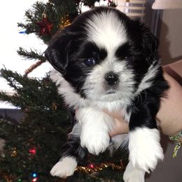 Dallas - Black and white male Shih Tzu puppy in Palmyra, New York from Karen's Tzus of Palmyra-Macedon