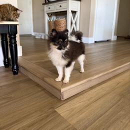 Bronco - Tri-colored male Pomeranian puppy in Phoenix, Arizona from Luxpomz