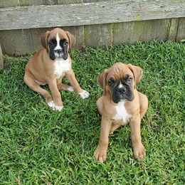 Boxers and French Bulldogs from Rowe Boxers & French Bulldogs