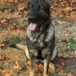 German Shepherds from Freedom Acres Farm