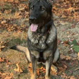 German Shepherds from Freedom Acres Farm