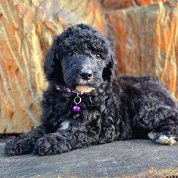 Reign - Black female Poodle puppy in Springfield, Oregon from Valaurah Farms