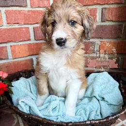 Aussiedoodle Puppies from Ridgeline Doodles