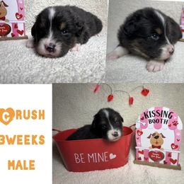 Australian Shepherd Puppies from Kayla's Aussies